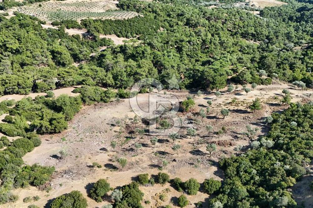 Menemen Hasanlar'da Satılık Müstakil Tapulu Tarla