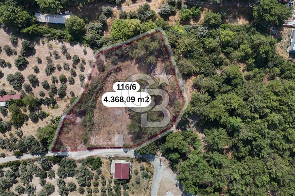 İZMİR BORNOVA ÇİÇEKLİ SINIRINDA | 4.368 m² TEK TAPU ZEYTİNLİK | 160 m² NUMARATAJLI YAPI | ÇİFT KADASTRO YOL CEPHELİ PRESTİJLİ YATIRIM