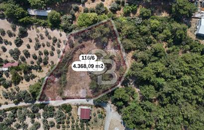 İZMİR BORNOVA ÇİÇEKLİ SINIRINDA | 4.368 m² TEK TAPU ZEYTİNLİK | 160 m² NUMARATAJLI YAPI | ÇİFT KADASTRO YOL CEPHELİ PRESTİJLİ YATIRIM
