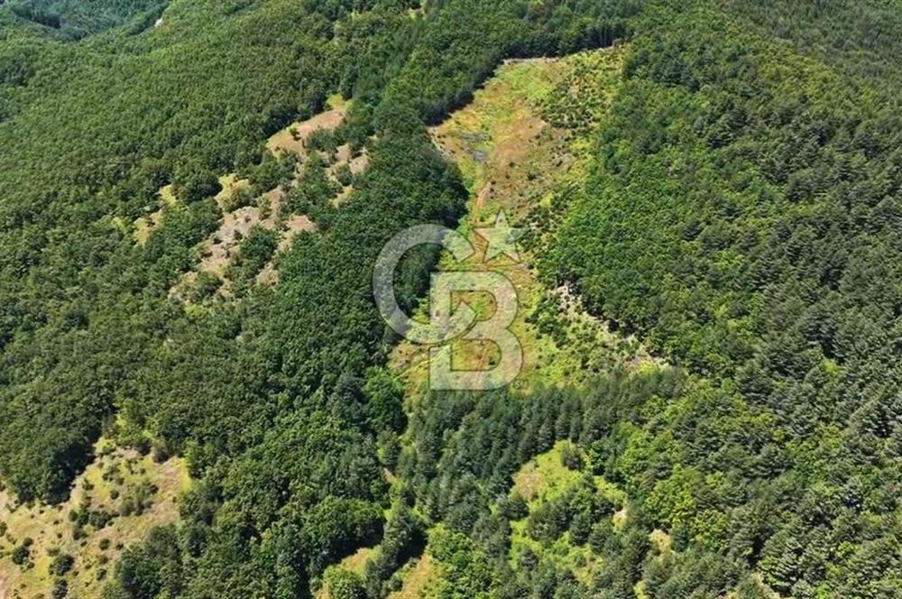 BURSA İZNİK ELMALIDA FIRSAT TARLA