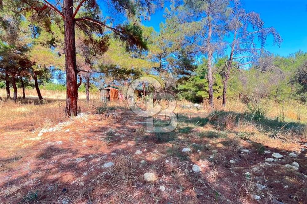 İZMİR BORNOVA ÇİÇEKLİ SINIRINDA | 4.368 m² TEK TAPU ZEYTİNLİK | 160 m² NUMARATAJLI YAPI | ÇİFT KADASTRO YOL CEPHELİ PRESTİJLİ YATIRIM
