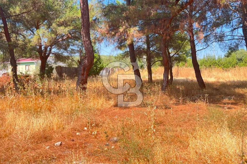 İZMİR BORNOVA ÇİÇEKLİ SINIRINDA | 4.368 m² TEK TAPU ZEYTİNLİK | 160 m² NUMARATAJLI YAPI | ÇİFT KADASTRO YOL CEPHELİ PRESTİJLİ YATIRIM