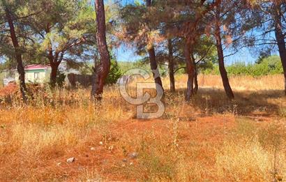 İZMİR BORNOVA ÇİÇEKLİ SINIRINDA | 4.368 m² TEK TAPU ZEYTİNLİK | 160 m² NUMARATAJLI YAPI | ÇİFT KADASTRO YOL CEPHELİ PRESTİJLİ YATIRIM