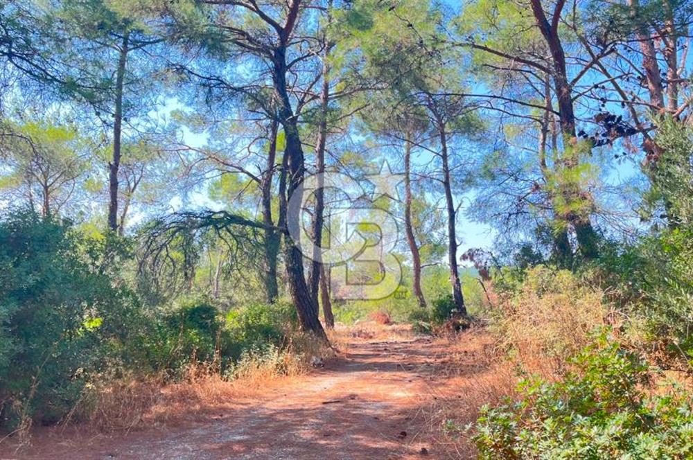 İZMİR BORNOVA ÇİÇEKLİ SINIRINDA | 4.368 m² TEK TAPU ZEYTİNLİK | 160 m² NUMARATAJLI YAPI | ÇİFT KADASTRO YOL CEPHELİ PRESTİJLİ YATIRIM