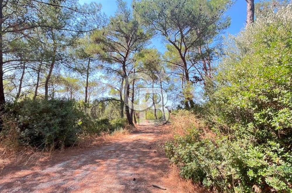 İZMİR BORNOVA ÇİÇEKLİ SINIRINDA | 4.368 m² TEK TAPU ZEYTİNLİK | 160 m² NUMARATAJLI YAPI | ÇİFT KADASTRO YOL CEPHELİ PRESTİJLİ YATIRIM
