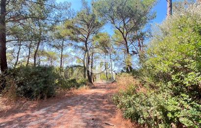 İZMİR BORNOVA ÇİÇEKLİ SINIRINDA | 4.368 m² TEK TAPU ZEYTİNLİK | 160 m² NUMARATAJLI YAPI | ÇİFT KADASTRO YOL CEPHELİ PRESTİJLİ YATIRIM