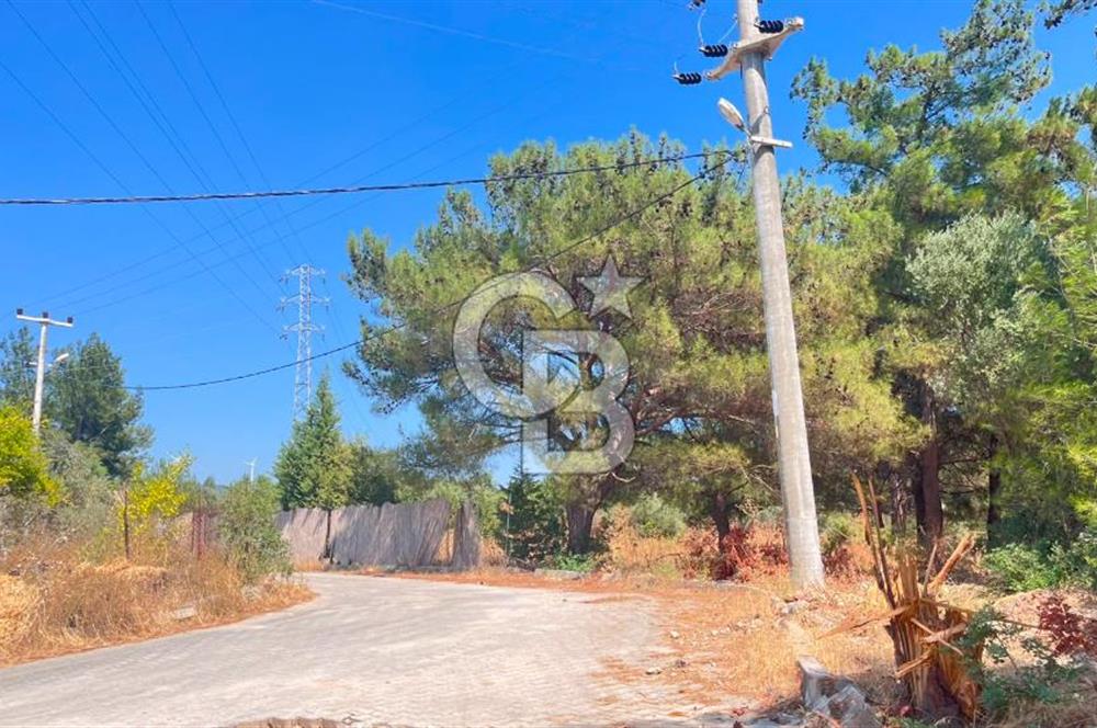 İZMİR BORNOVA ÇİÇEKLİ SINIRINDA | 4.368 m² TEK TAPU ZEYTİNLİK | 160 m² NUMARATAJLI YAPI | ÇİFT KADASTRO YOL CEPHELİ PRESTİJLİ YATIRIM