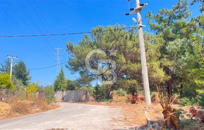 İZMİR BORNOVA ÇİÇEKLİ SINIRINDA | 4.368 m² TEK TAPU ZEYTİNLİK | 160 m² NUMARATAJLI YAPI | ÇİFT KADASTRO YOL CEPHELİ PRESTİJLİ YATIRIM