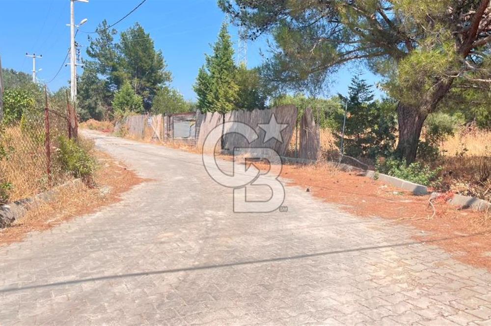 İZMİR BORNOVA ÇİÇEKLİ SINIRINDA | 4.368 m² TEK TAPU ZEYTİNLİK | 160 m² NUMARATAJLI YAPI | ÇİFT KADASTRO YOL CEPHELİ PRESTİJLİ YATIRIM
