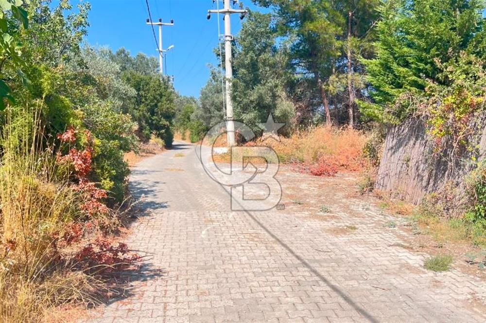 İZMİR BORNOVA ÇİÇEKLİ SINIRINDA | 4.368 m² TEK TAPU ZEYTİNLİK | 160 m² NUMARATAJLI YAPI | ÇİFT KADASTRO YOL CEPHELİ PRESTİJLİ YATIRIM