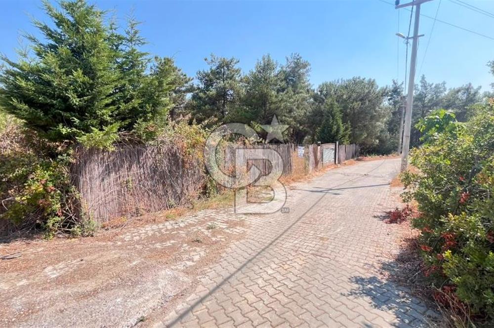 İZMİR BORNOVA ÇİÇEKLİ SINIRINDA | 4.368 m² TEK TAPU ZEYTİNLİK | 160 m² NUMARATAJLI YAPI | ÇİFT KADASTRO YOL CEPHELİ PRESTİJLİ YATIRIM