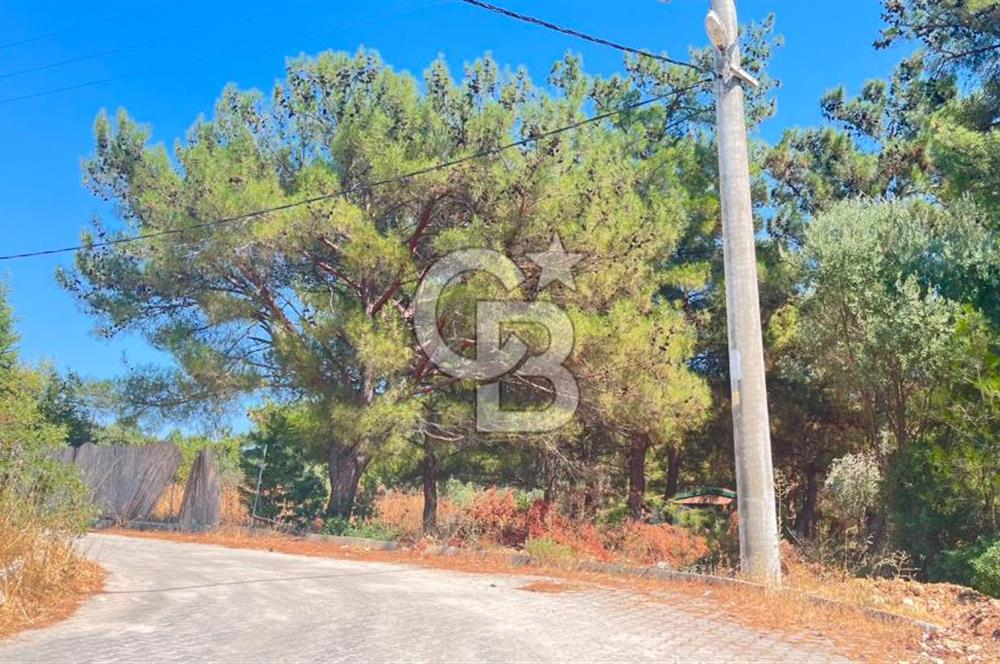 İZMİR BORNOVA ÇİÇEKLİ SINIRINDA | 4.368 m² TEK TAPU ZEYTİNLİK | 160 m² NUMARATAJLI YAPI | ÇİFT KADASTRO YOL CEPHELİ PRESTİJLİ YATIRIM