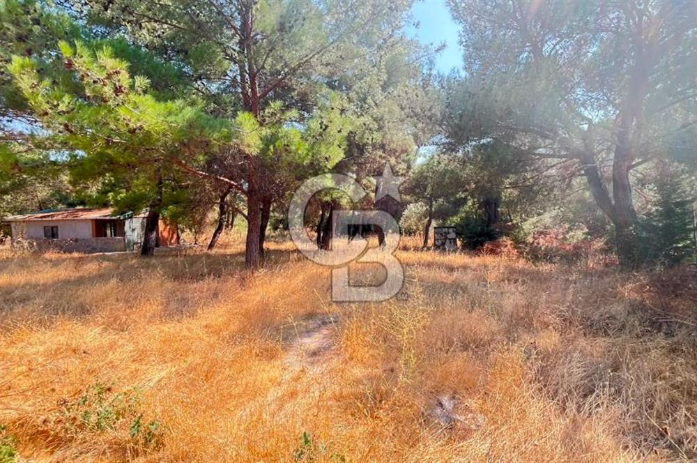 İZMİR BORNOVA ÇİÇEKLİ SINIRINDA | 4.368 m² TEK TAPU ZEYTİNLİK | 160 m² NUMARATAJLI YAPI | ÇİFT KADASTRO YOL CEPHELİ PRESTİJLİ YATIRIM