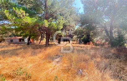 İZMİR BORNOVA ÇİÇEKLİ SINIRINDA | 4.368 m² TEK TAPU ZEYTİNLİK | 160 m² NUMARATAJLI YAPI | ÇİFT KADASTRO YOL CEPHELİ PRESTİJLİ YATIRIM