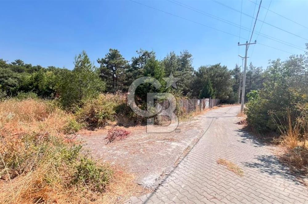 İZMİR BORNOVA ÇİÇEKLİ SINIRINDA | 4.368 m² TEK TAPU ZEYTİNLİK | 160 m² NUMARATAJLI YAPI | ÇİFT KADASTRO YOL CEPHELİ PRESTİJLİ YATIRIM