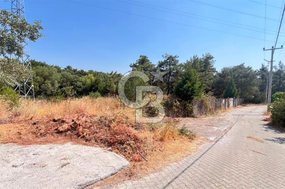 İZMİR BORNOVA ÇİÇEKLİ SINIRINDA | 4.368 m² TEK TAPU ZEYTİNLİK | 160 m² NUMARATAJLI YAPI | ÇİFT KADASTRO YOL CEPHELİ PRESTİJLİ YATIRIM
