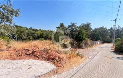 İZMİR BORNOVA ÇİÇEKLİ SINIRINDA | 4.368 m² TEK TAPU ZEYTİNLİK | 160 m² NUMARATAJLI YAPI | ÇİFT KADASTRO YOL CEPHELİ PRESTİJLİ YATIRIM