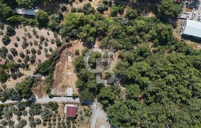 İZMİR BORNOVA ÇİÇEKLİ SINIRINDA | 4.368 m² TEK TAPU ZEYTİNLİK | 160 m² NUMARATAJLI YAPI | ÇİFT KADASTRO YOL CEPHELİ PRESTİJLİ YATIRIM