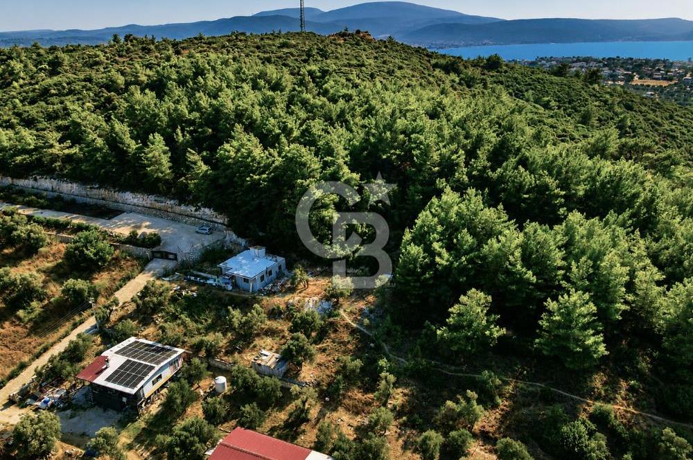 URLA TOROSANDA DENİZE 1.4 KM | ÇAM ORMANINA KOMŞU 5.000 m²
