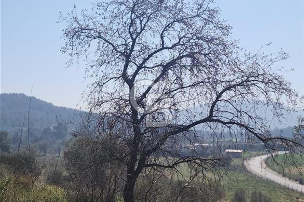 GÜZELBAHÇE YELKİ'DE YATIRIMLIK MÜKEMMEL KONUMDA SATILIK TARLA