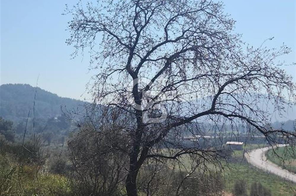 GÜZELBAHÇE YELKİ'DE YATIRIMLIK MÜKEMMEL KONUMDA SATILIK TARLA