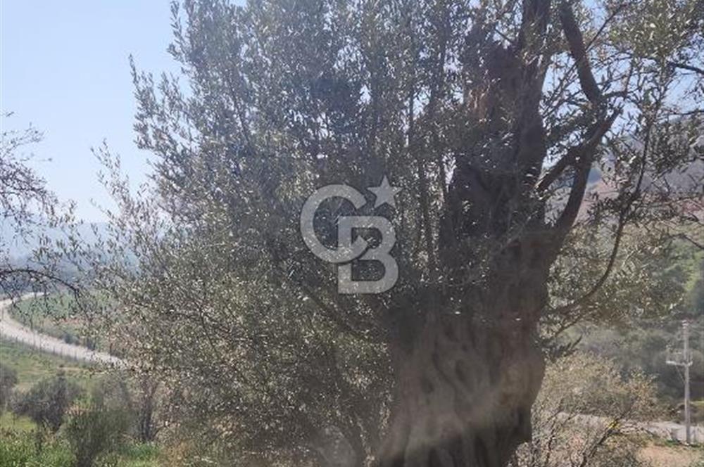 GÜZELBAHÇE YELKİ'DE YATIRIMLIK MÜKEMMEL KONUMDA SATILIK TARLA