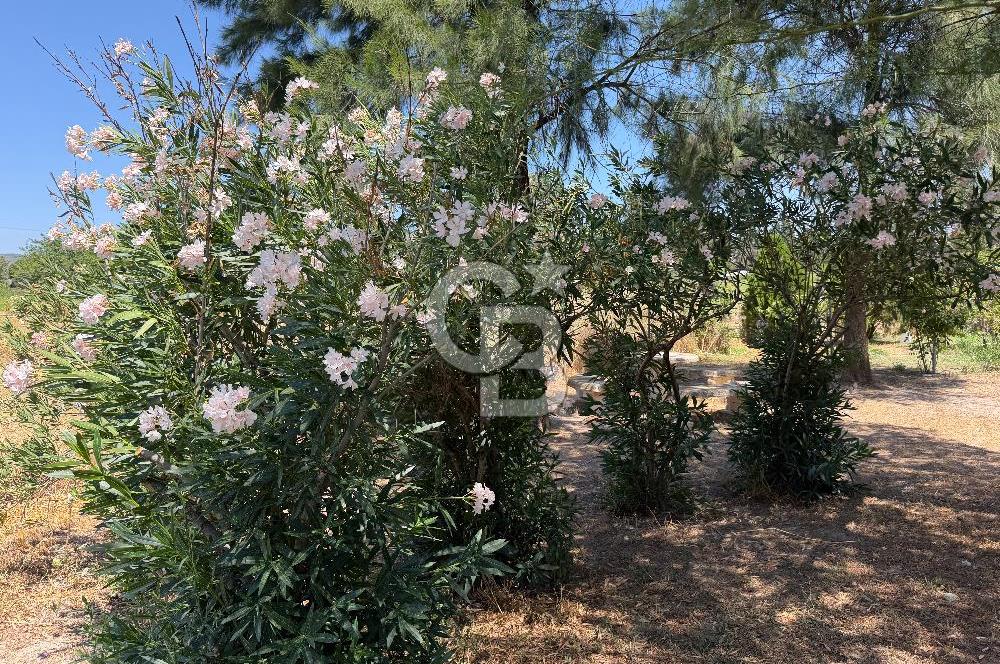FOÇA-İZMİR KARAYOLU ÜZERİNDE SATILIK 15.503 M2 MÜSTAKİL TARLA