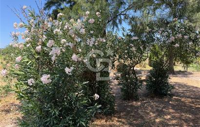 FOÇA-İZMİR KARAYOLU ÜZERİNDE SATILIK 15.503 M2 MÜSTAKİL TARLA