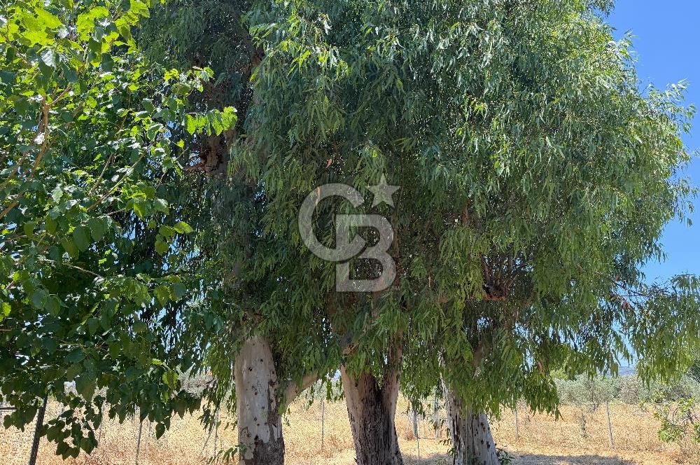 FOÇA-İZMİR KARAYOLU ÜZERİNDE SATILIK 15.503 M2 MÜSTAKİL TARLA