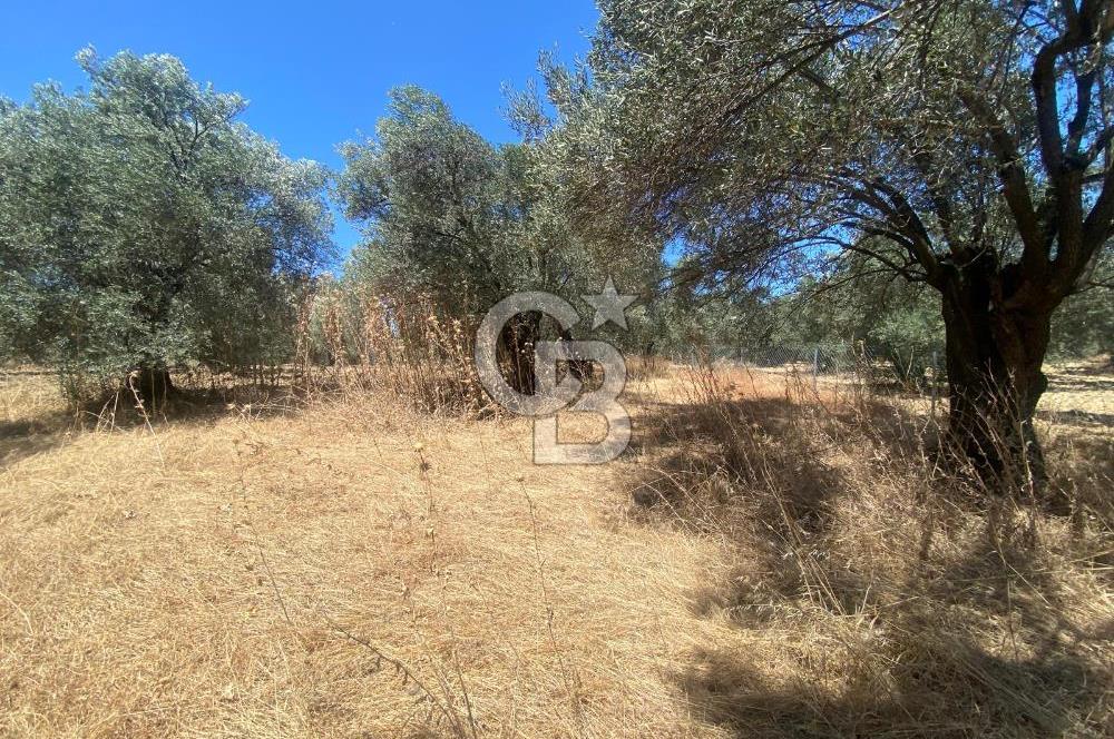 GÖMEÇ YAYA'DA TEL ÖRGÜYLR ÇEVRİLİ HOBİ BAHÇESİNE UYGUN ZEYTİNLİK
