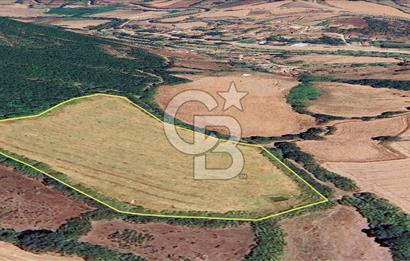 Çanakkale/Biga-BAKACAK Köyü SATILIK 12 DÖNÜM Tarla-220 Ceviz
