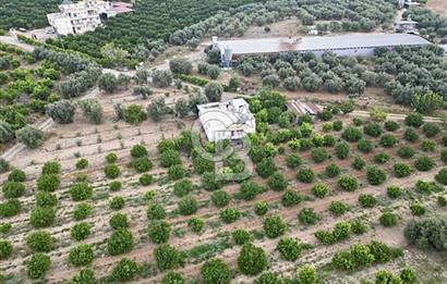 TARSUS ÖZBEKTE SATILIK BAĞ EVİ VE VERİMLİ TARIM ARAZİS