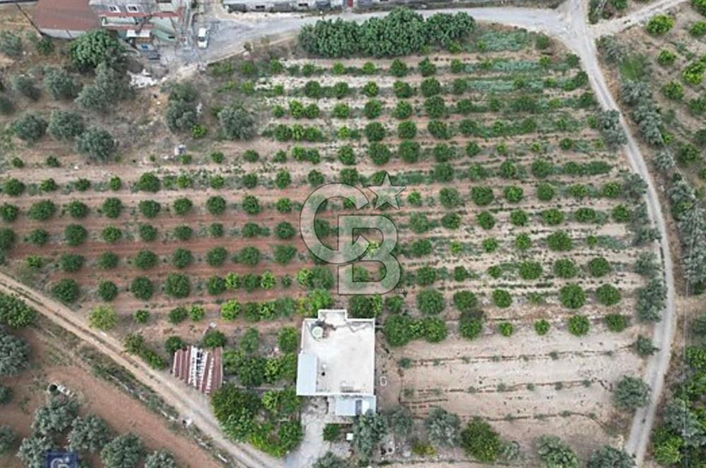TARSUS ÖZBEKTE SATILIK BAĞ EVİ VE VERİMLİ TARIM ARAZİS