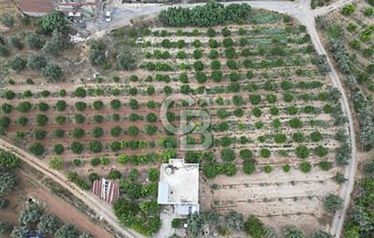 TARSUS ÖZBEKTE SATILIK BAĞ EVİ VE VERİMLİ TARIM ARAZİS