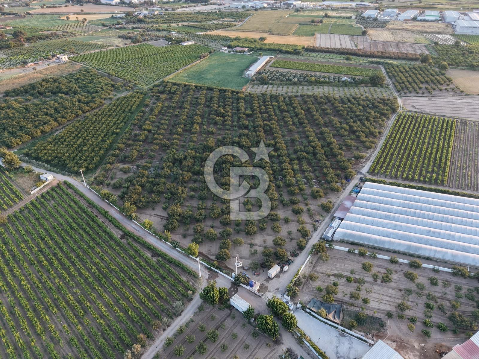 İzmir menemen mermerli 37508 metre kare tarla