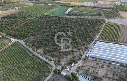 İzmir menemen mermerli 37508 metre kare tarla