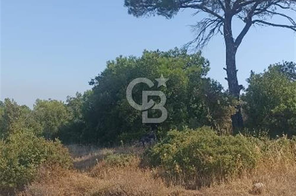 İzmir bergama koyunelinde aliaga yakin koykenari arazi