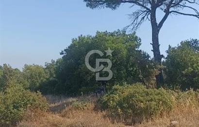İzmir bergama koyunelinde aliaga yakin koykenari arazi