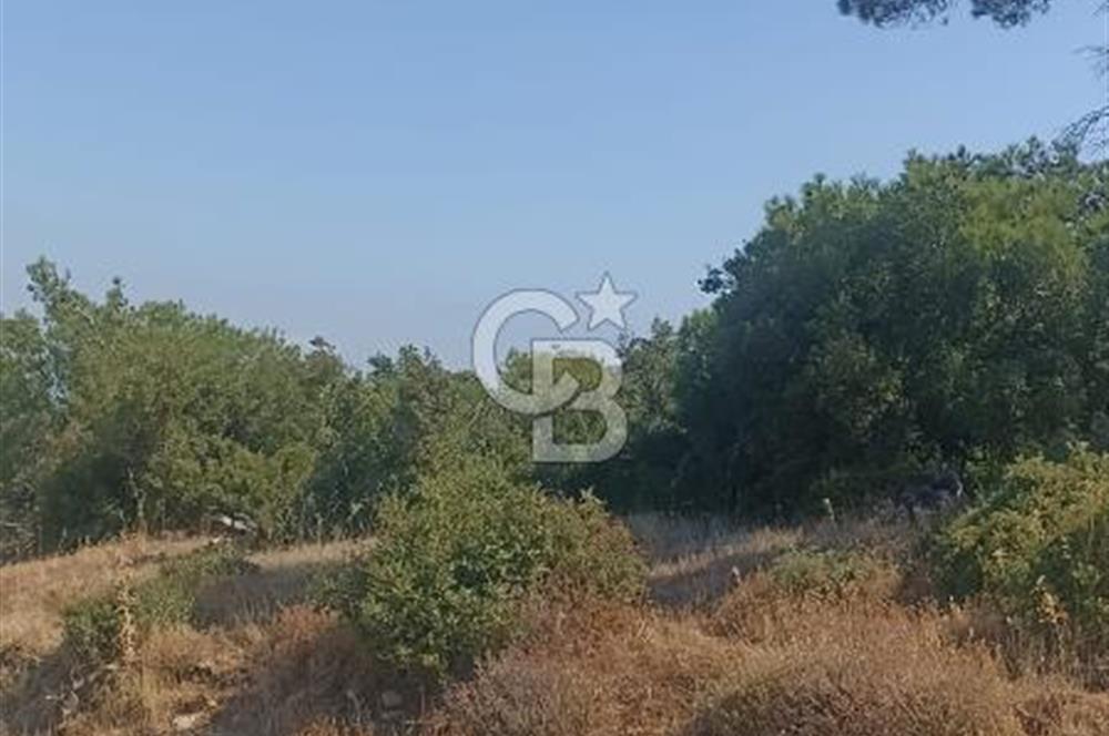 İzmir bergama koyunelinde aliaga yakin koykenari arazi
