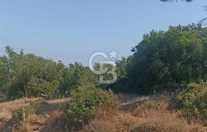 İzmir bergama koyunelinde aliaga yakin koykenari arazi