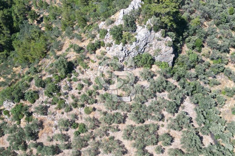 AYVACIK PAŞAKÖY'DE 11.964 M2 SATILIK VERİMLİ FIRSAT ZEYTİNLİK !!