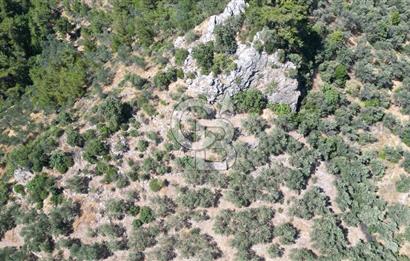 AYVACIK PAŞAKÖY'DE 11.964 M2 SATILIK VERİMLİ FIRSAT ZEYTİNLİK !!