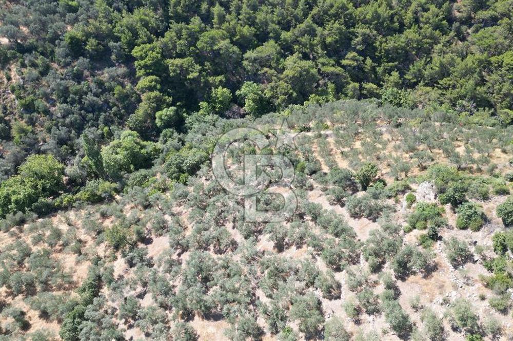 AYVACIK PAŞAKÖY'DE 11.964 M2 SATILIK VERİMLİ FIRSAT ZEYTİNLİK !!