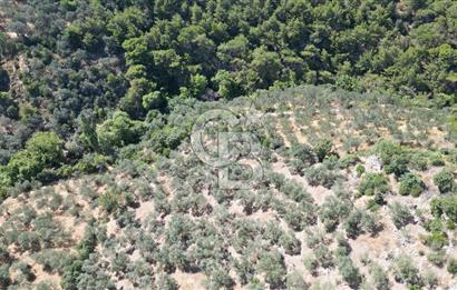 AYVACIK PAŞAKÖY'DE 11.964 M2 SATILIK VERİMLİ FIRSAT ZEYTİNLİK !!