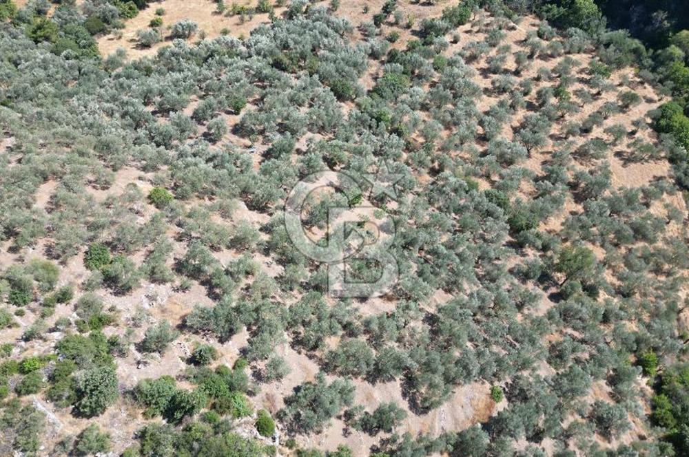 AYVACIK PAŞAKÖY'DE 11.964 M2 SATILIK VERİMLİ FIRSAT ZEYTİNLİK !!