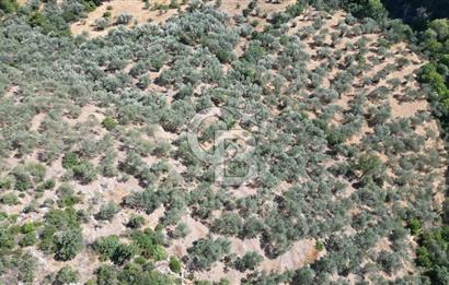 AYVACIK PAŞAKÖY'DE 11.964 M2 SATILIK VERİMLİ FIRSAT ZEYTİNLİK !!