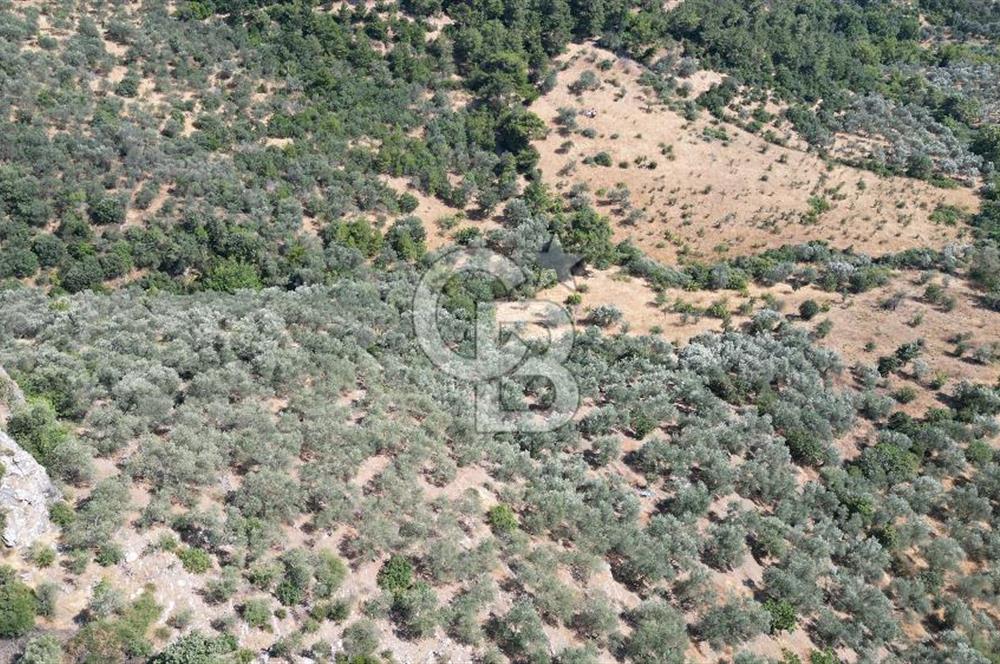 AYVACIK PAŞAKÖY'DE 11.964 M2 SATILIK VERİMLİ FIRSAT ZEYTİNLİK !!