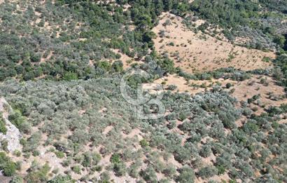 AYVACIK PAŞAKÖY'DE 11.964 M2 SATILIK VERİMLİ FIRSAT ZEYTİNLİK !!