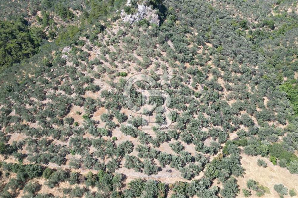 AYVACIK PAŞAKÖY'DE 11.964 M2 SATILIK VERİMLİ FIRSAT ZEYTİNLİK !!