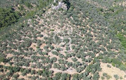 AYVACIK PAŞAKÖY'DE 11.964 M2 SATILIK VERİMLİ FIRSAT ZEYTİNLİK !!